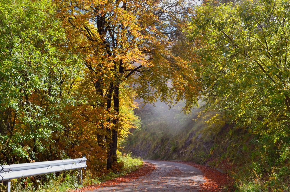 bosco in autunno