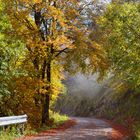 bosco in autunno