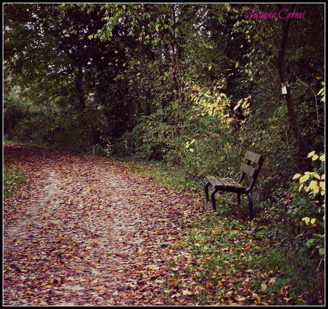 Bosco in autunno