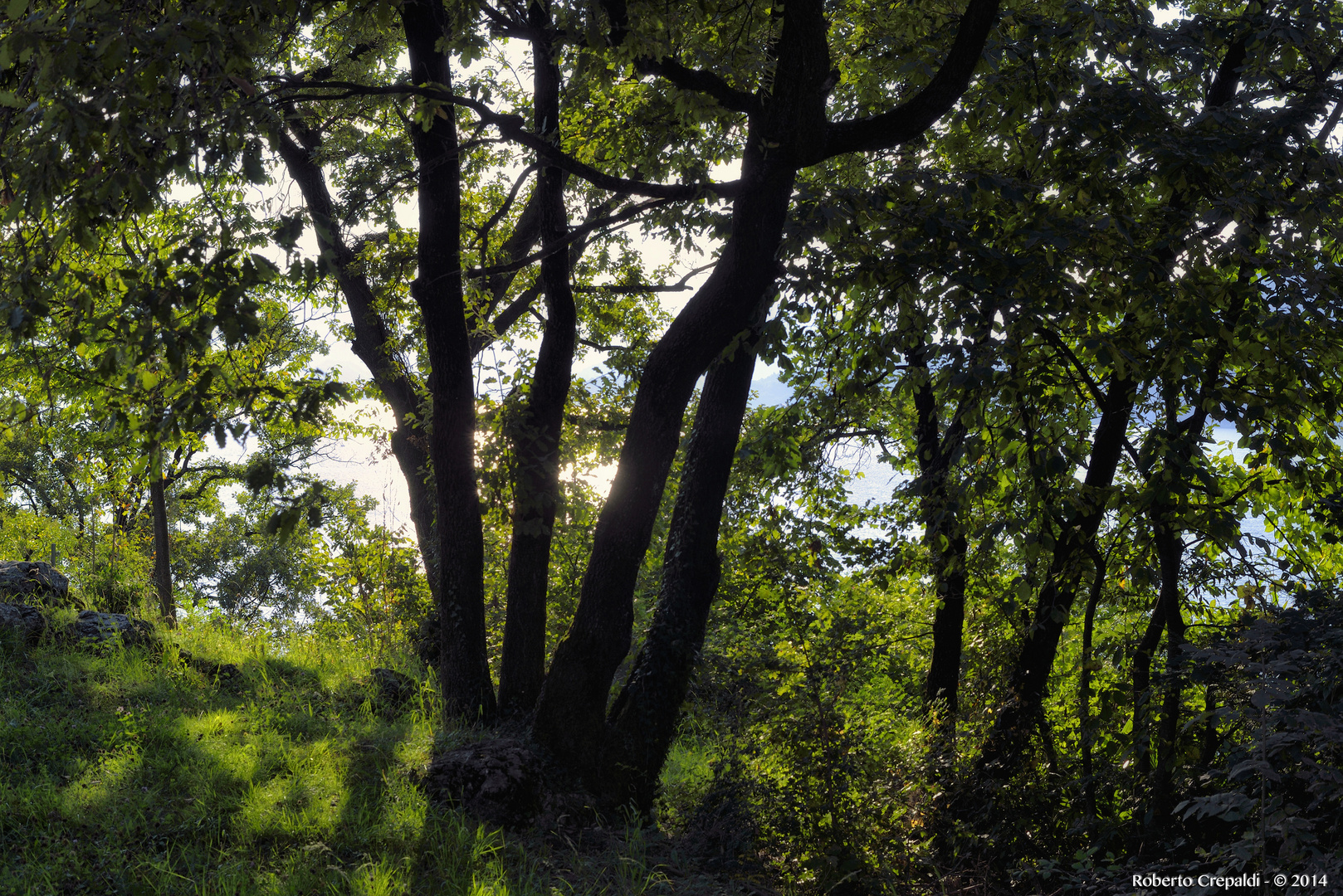 Bosco in controluce