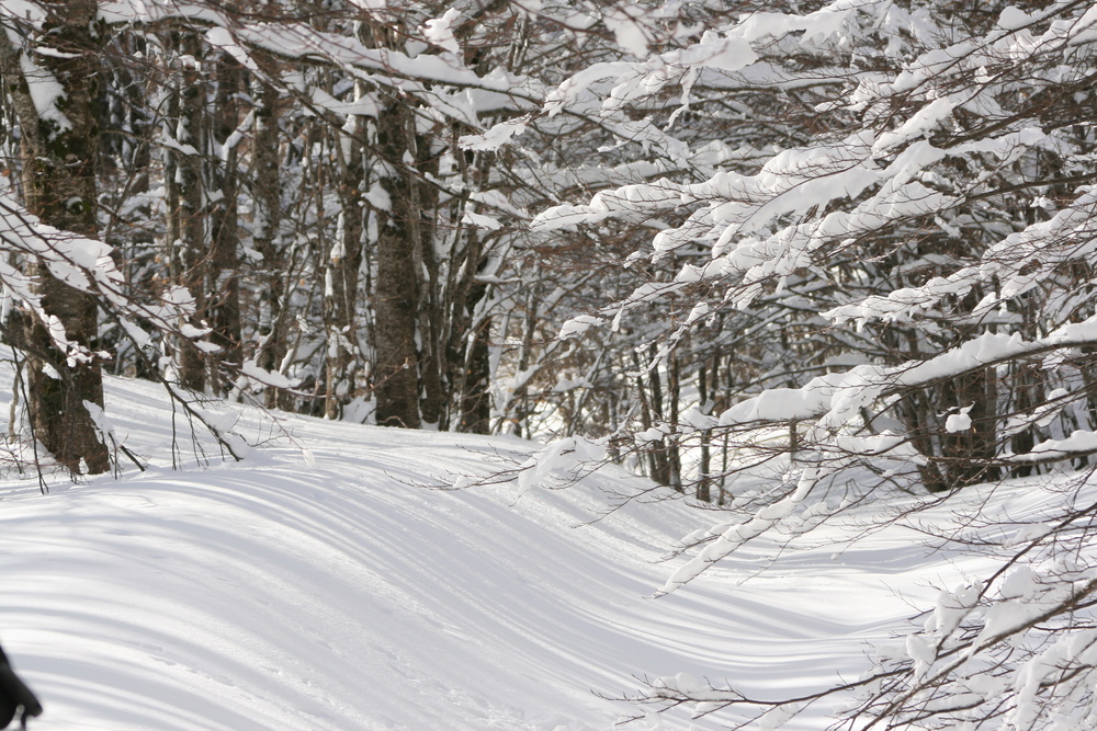 bosco innevato