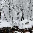 Bosco innevato