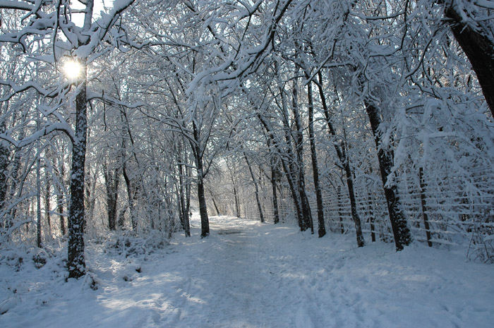 bosco innevato