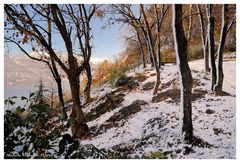 Bosco innevato, Castelveccana