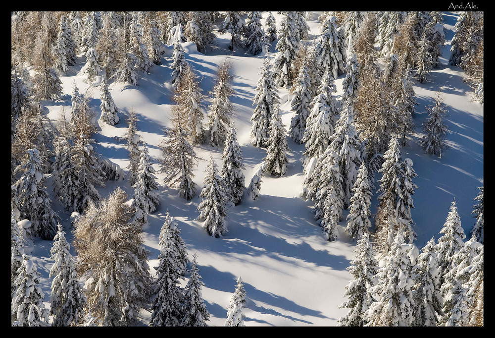 Bosco innevato