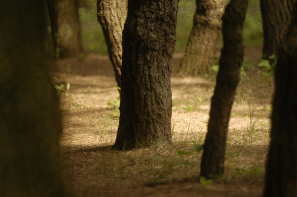 Bosco magico