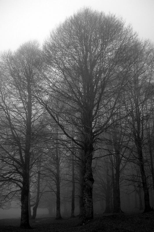 Bosco nella nebbia