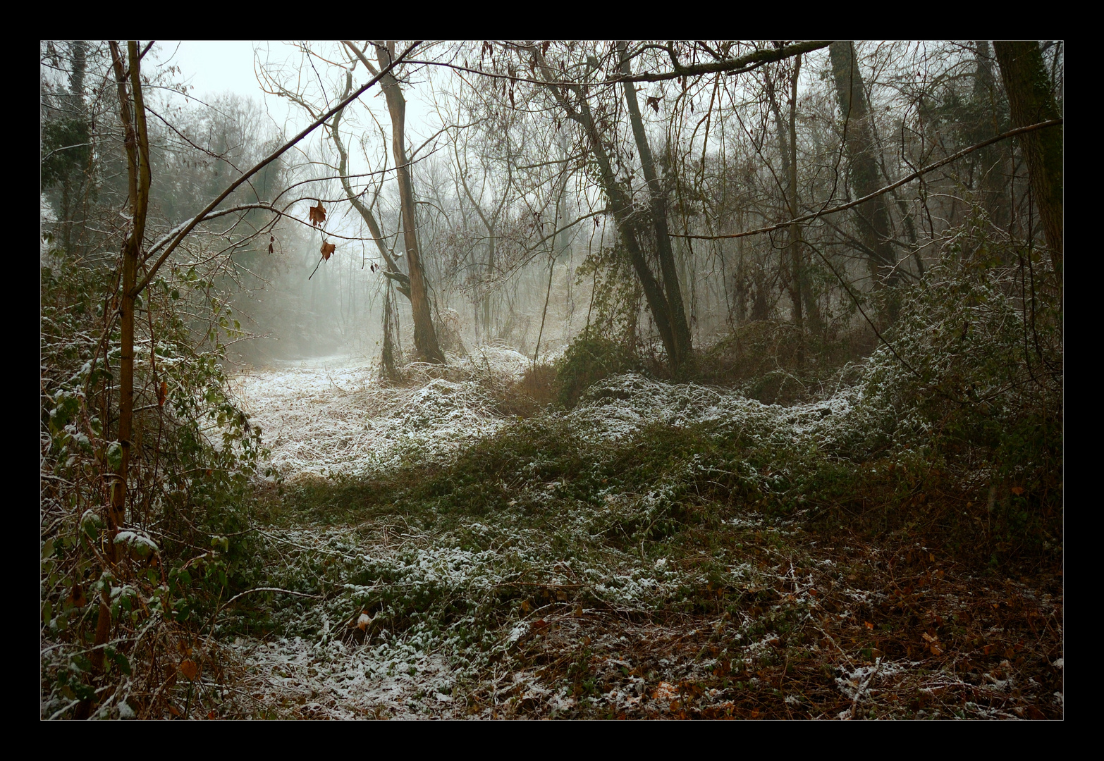 Bosco neve"bocciolo"