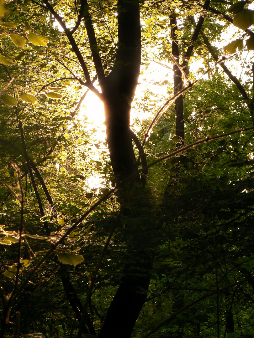 BOSCO OLME' SANTO SUBITO