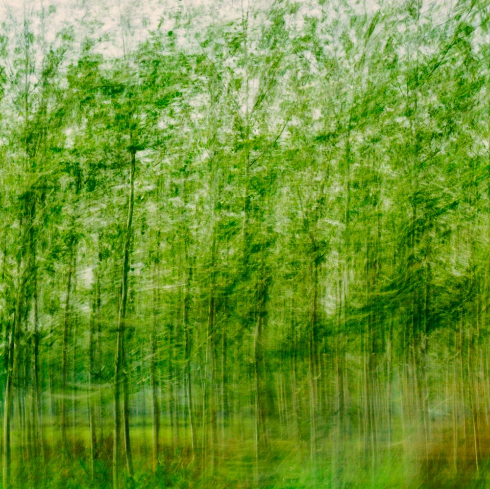 bosco verde
