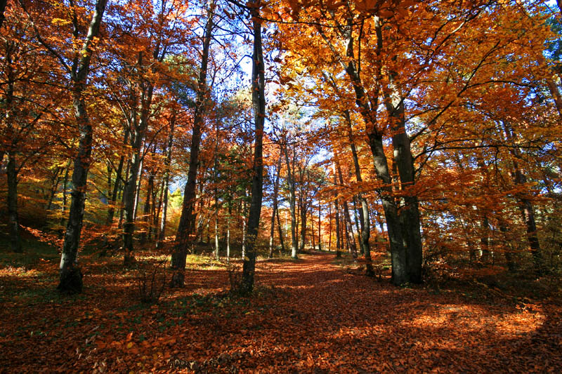 bosco_______________ www.photoitalia.eu