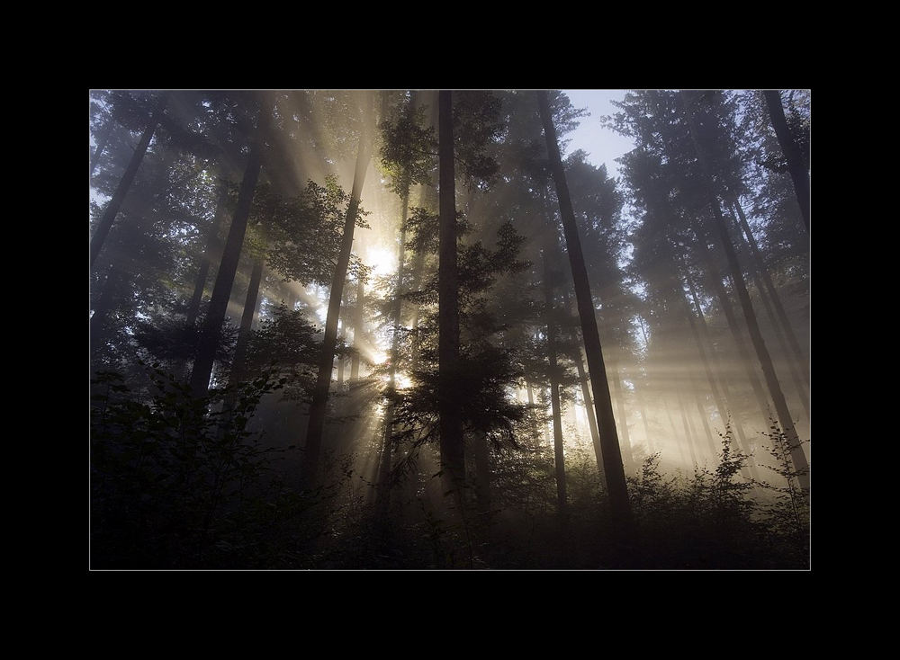 bosco,sole,nebbia