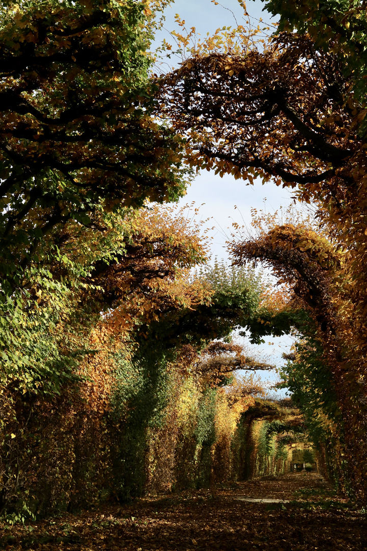 Boskett Schloßpark Schönbrunn