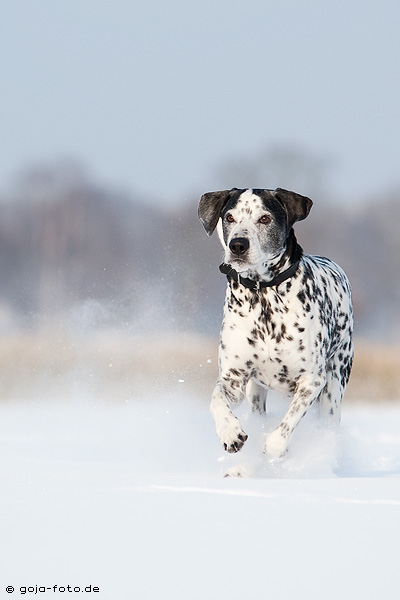 Bosko liebt den Schnee