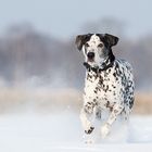 Bosko liebt den Schnee