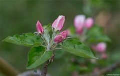 Boskop am 04.04.2014