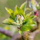 Boskop am 25.03.2014