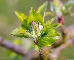 Boskop am 25.03.2014