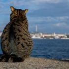 Bosporus-Blick