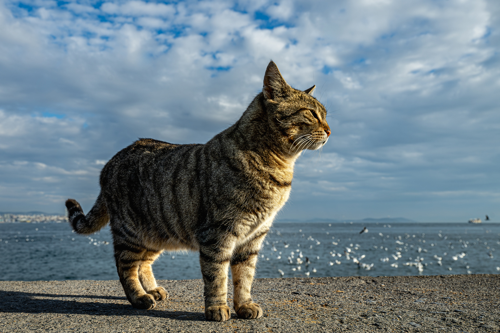 Bosporus-Katze