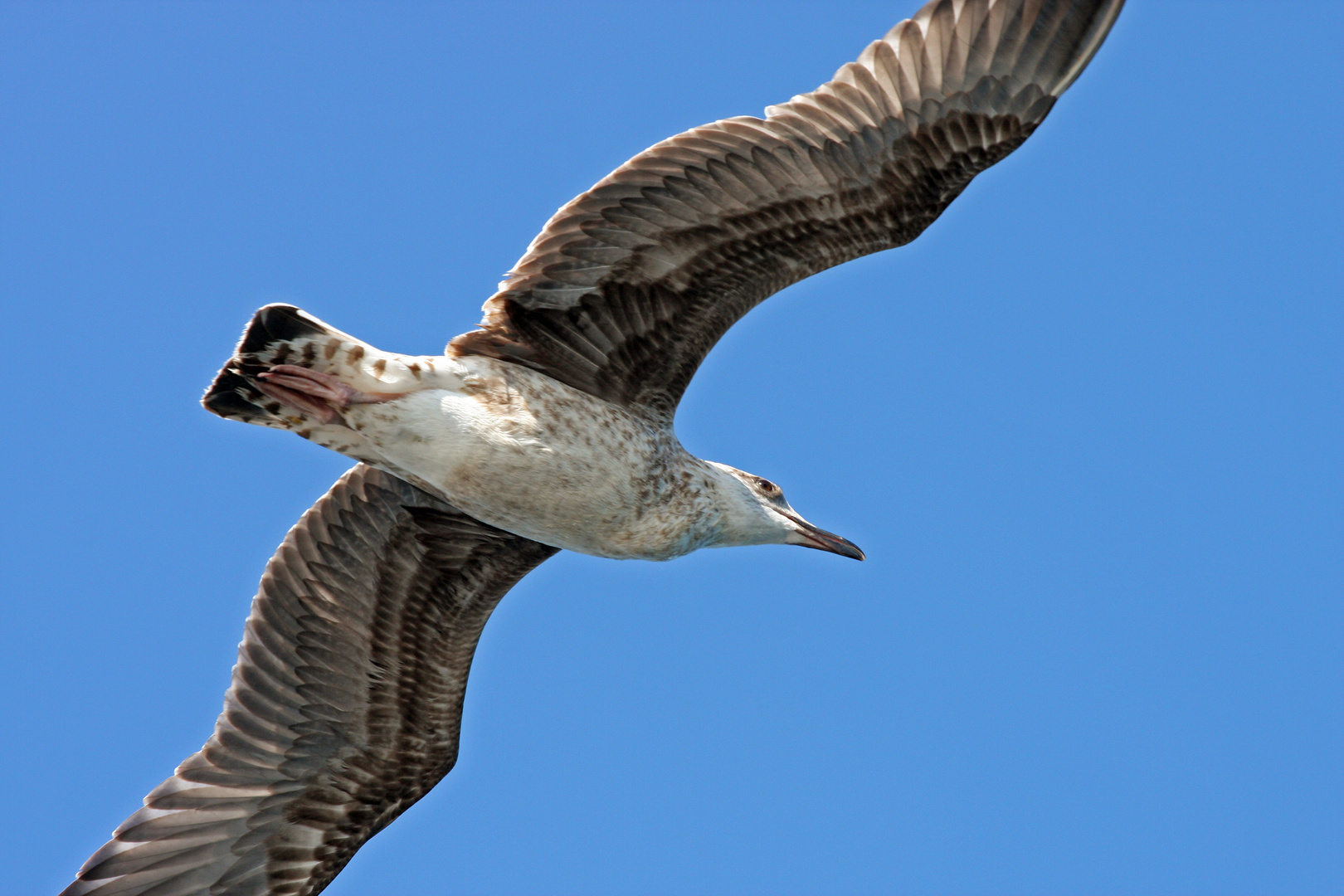 "Bosporus-Möwe im Flug", Istanbul