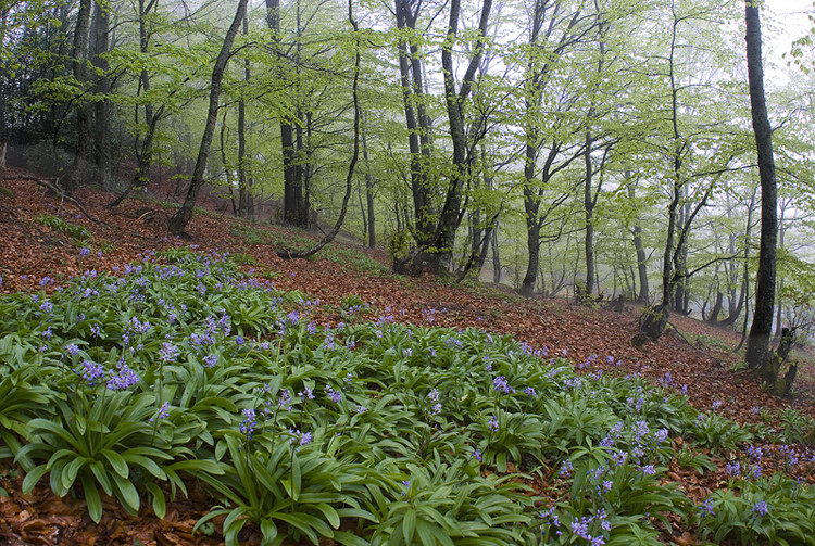 Bosque