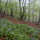 Bosque