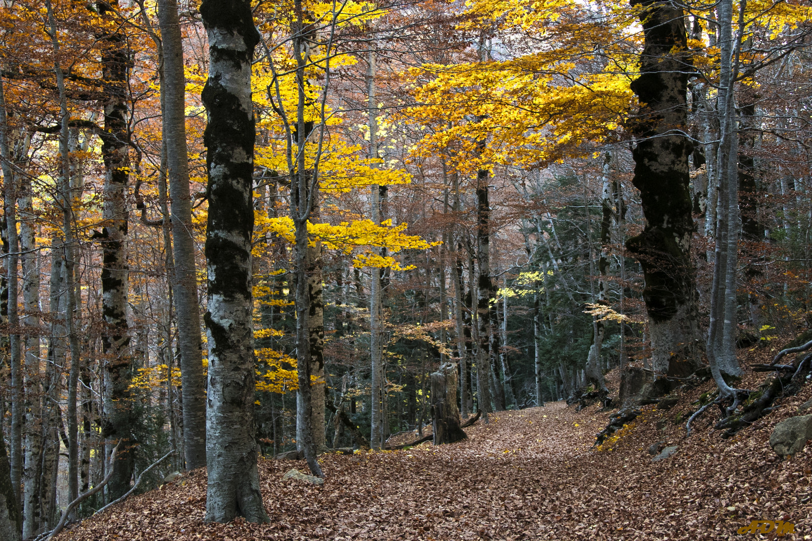 Bosque