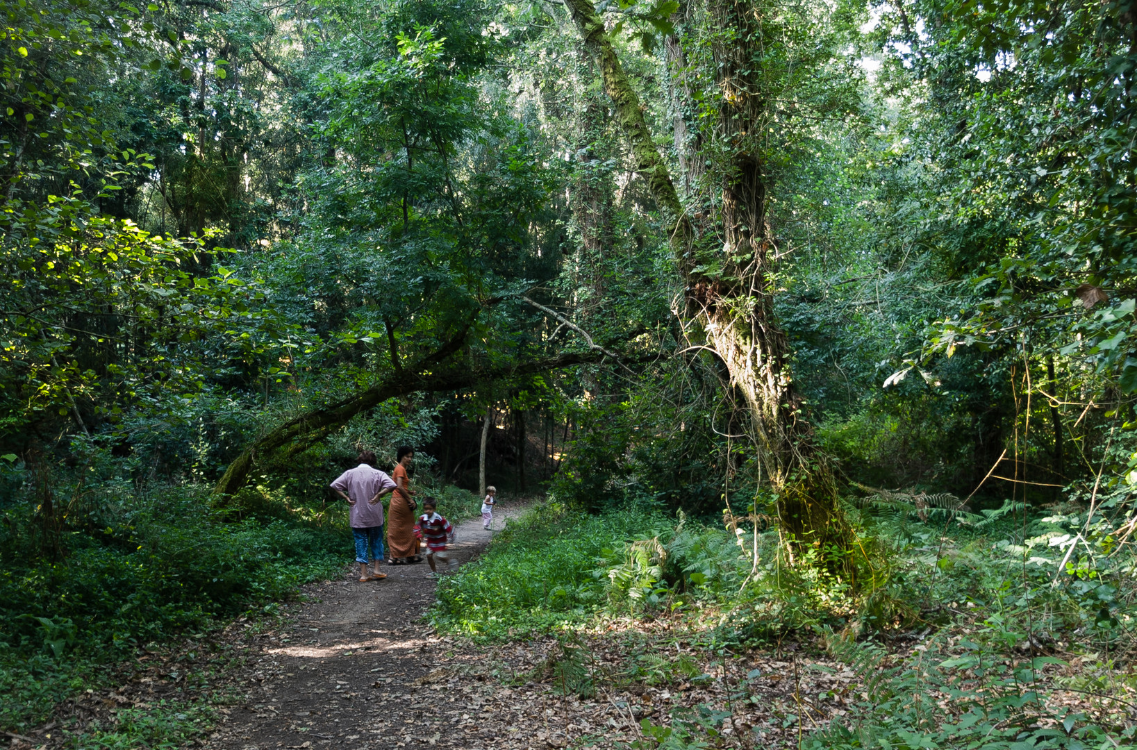 BOSQUE