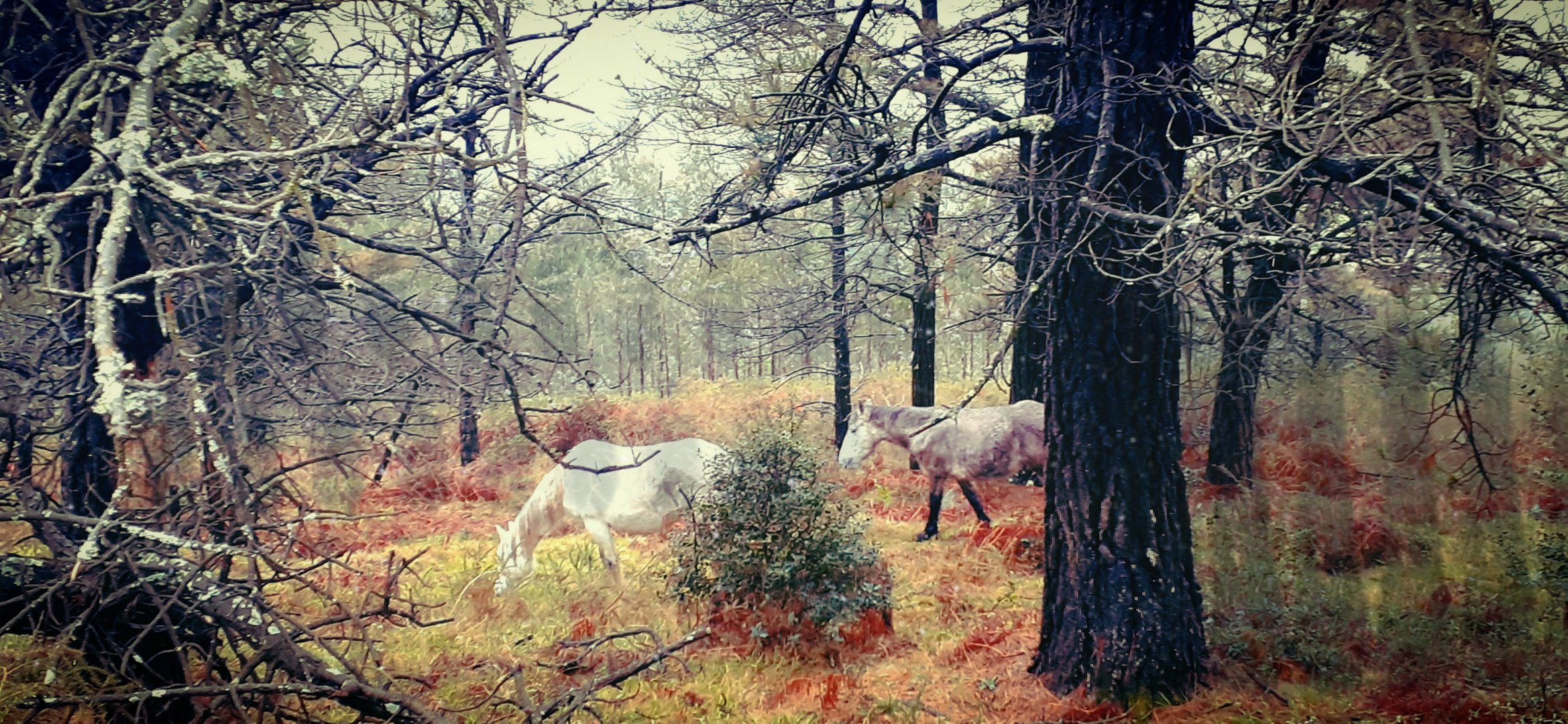 Bosque