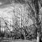 Bosque a orillas del rio Duratón