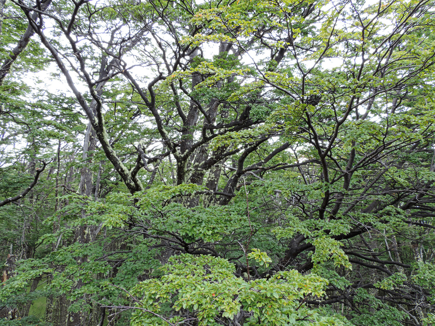 Bosque andino patagónico