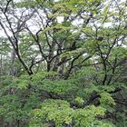 Bosque andino patagónico