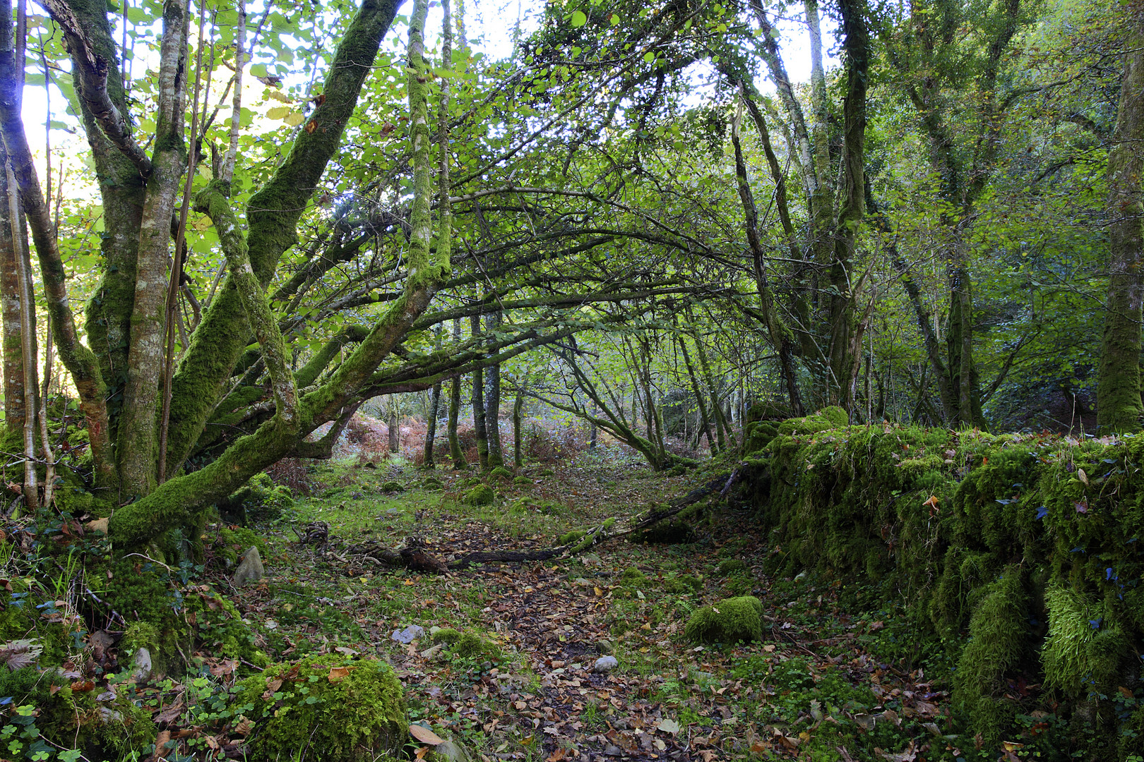 Bosque Atlántico