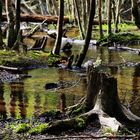 Bosque austral