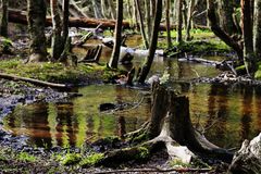 Bosque austral