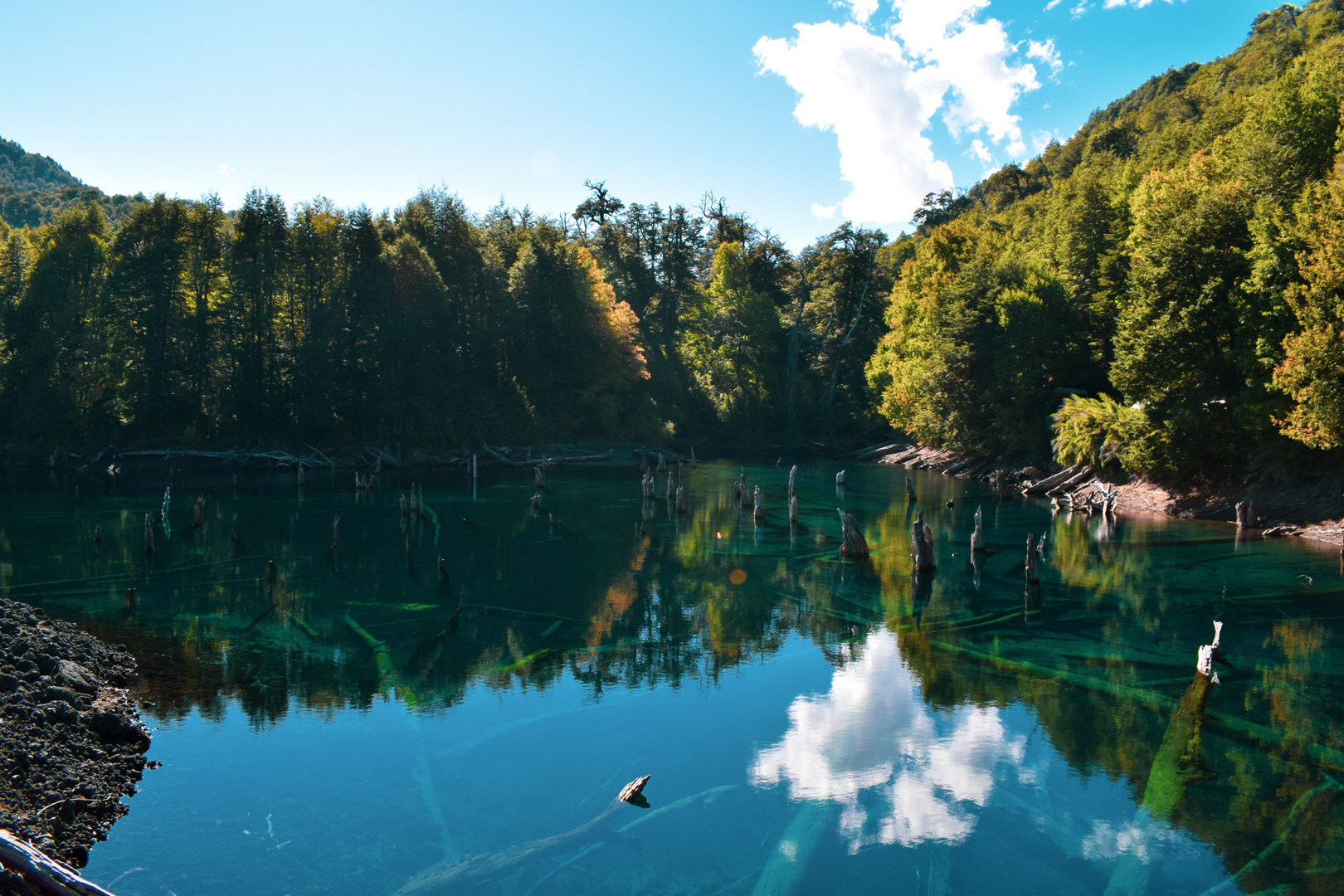 Bosque bajo el agua