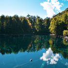 Bosque bajo el agua