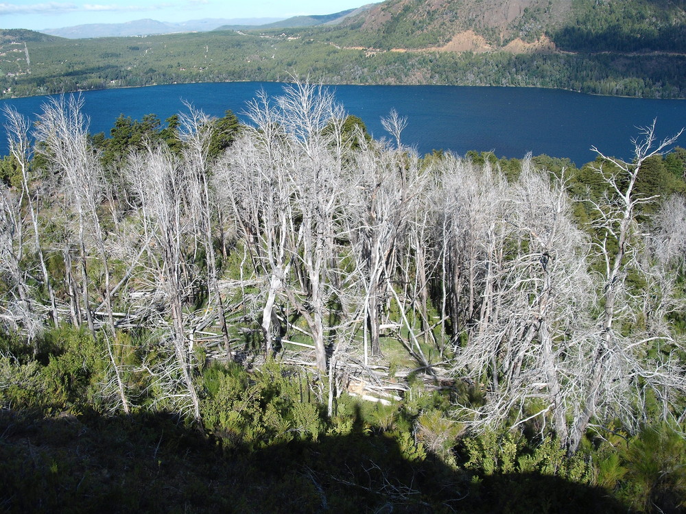 bosque blanco y gutierrez