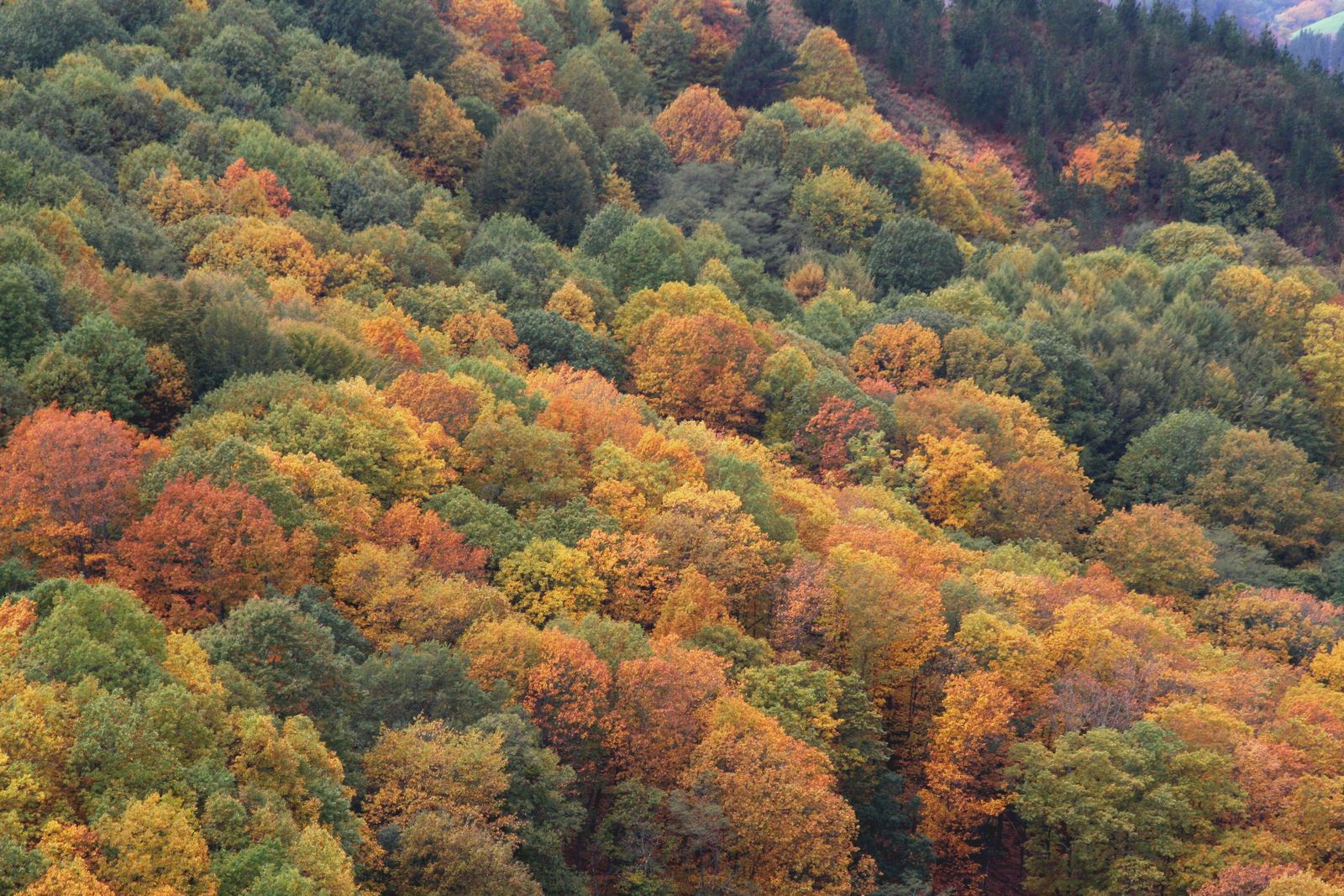 Bosque cerca del Puerto de Lizarrieta (Navarra)