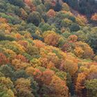 Bosque cerca del Puerto de Lizarrieta (Navarra)