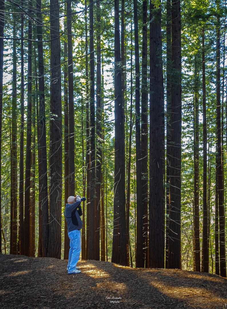 bosque