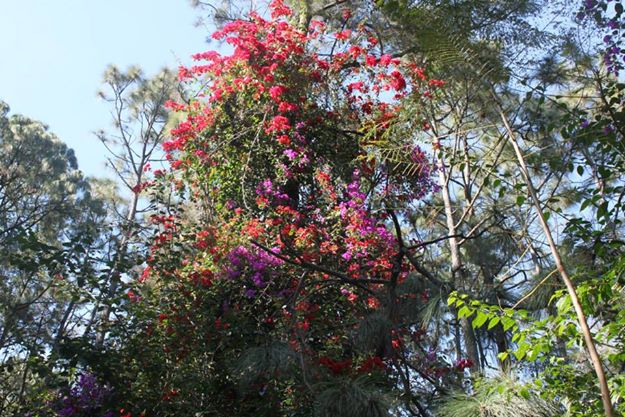 Bosque Colomos