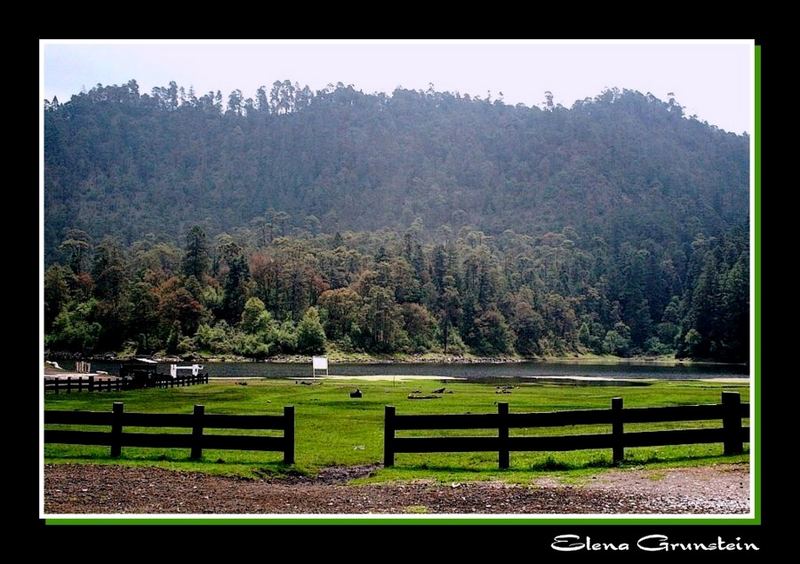 Bosque con cerca