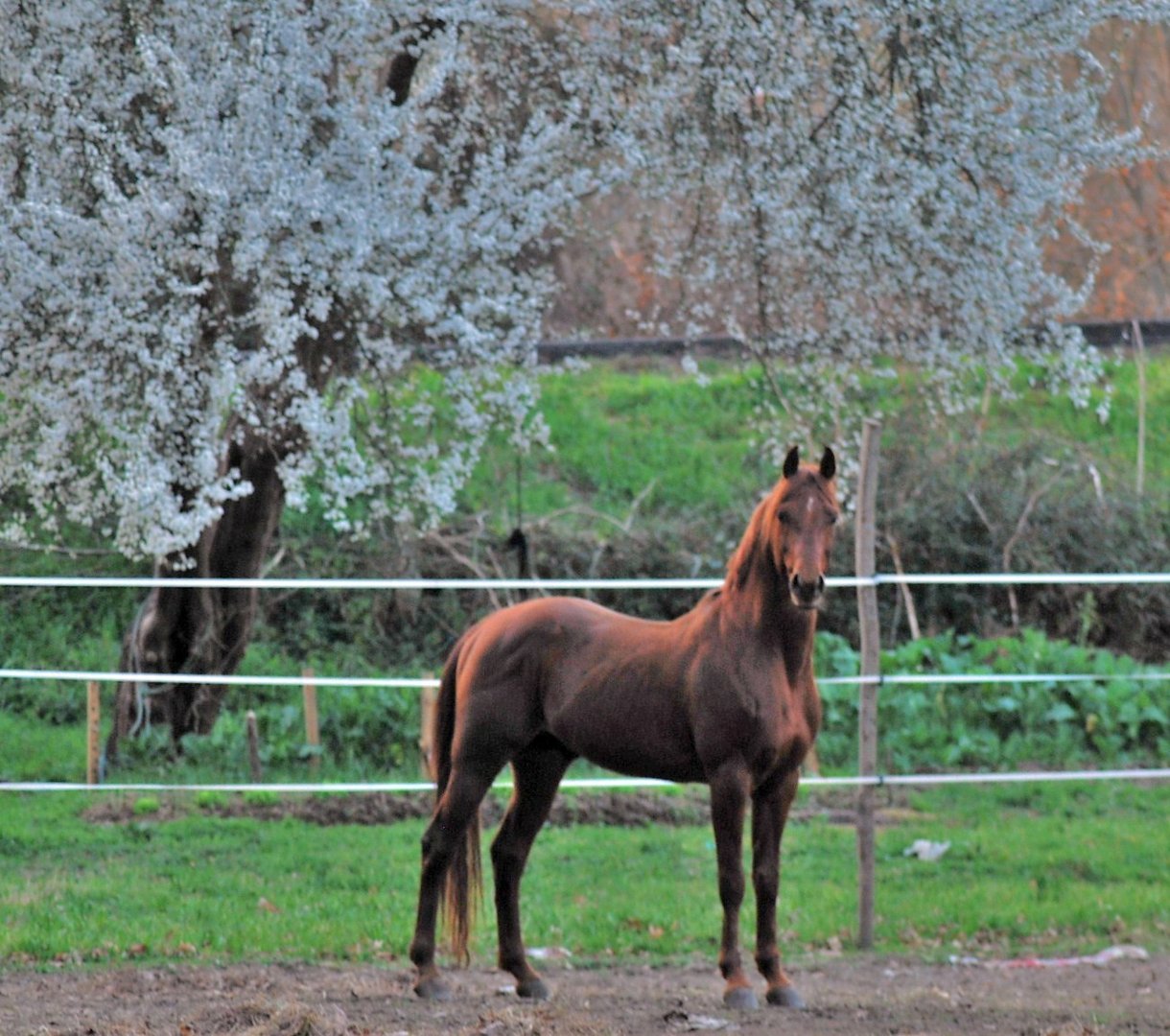 bosque con encanto ( vigo ) el caballo