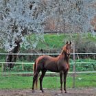 bosque con encanto ( vigo ) el caballo