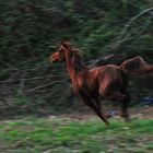 bosque con encanto ( vigo ) el caballo II
