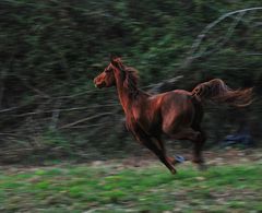 bosque con encanto ( vigo ) el caballo II