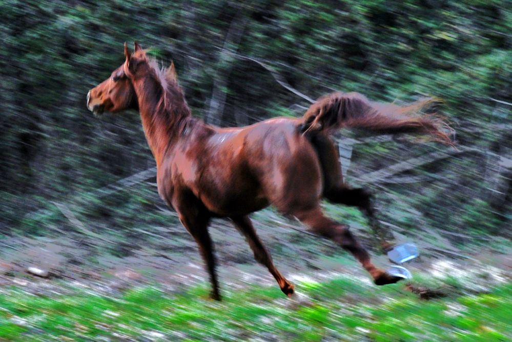 bosque con encanto ( vigo ) el caballo III