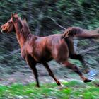 bosque con encanto ( vigo ) el caballo III